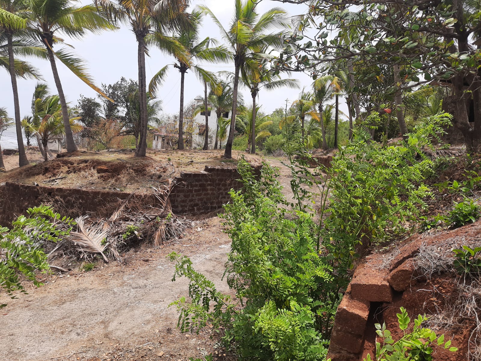 Terrain and tree cover on the Karde coastal parcel